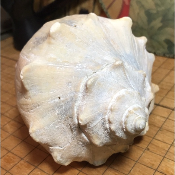 Knobbed Atlantic Whelk Shell Large 7.25”Lx4.5”Wx3.25”H Weight 9.9oz GUC - Picture 7 of 9